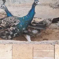 طاووس