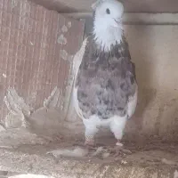 کبوتر نسلدار طوقی