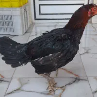 مرغ لاری اصل