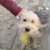 سگ پاکوتاه