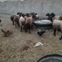 میش و بره