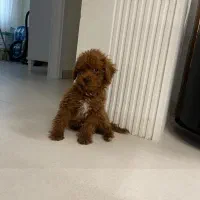 فروش سگ نژاد پودل ۳ ماهه