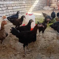 فروش جوجه