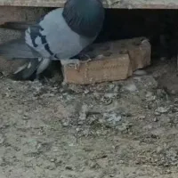 سبز گل دم