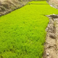 کارگر تویلکی  پخش کن