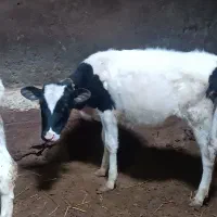 چهار عدد گوساله ماده سمینتال وهلندی