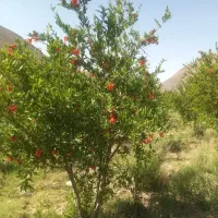 فروش-باغ