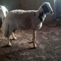 شیشکی بره قوچی