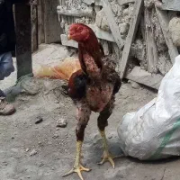 خروس لاری و مرغ