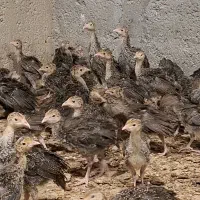 جوجه یکماهه بوقلمون برنز آمریکایی