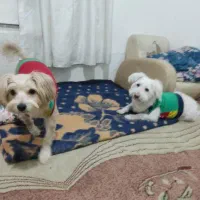 واگذاری دوتا پت بسیار مهربون و خوشگل و باوفا