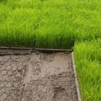 باکس توم نشا تعداد 150استانه اشرفیه