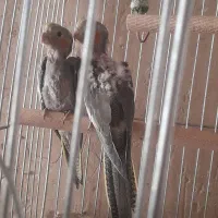 جوجه عروس هلندی