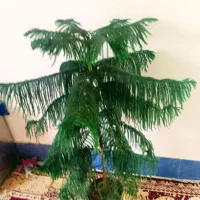 گل مطبق