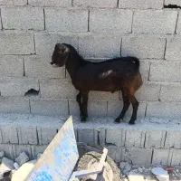 بز فروشی