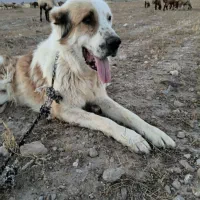 سگ گوسفندی