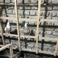 کبوتر شازده زرد عالی