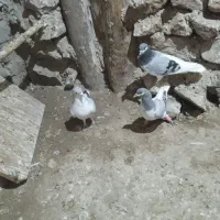 6 عدد کبوتر هم پرشی هم جفتی بشرط