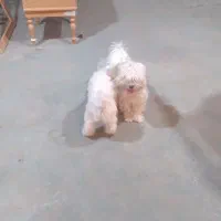 واگذاری سگ شیتزو