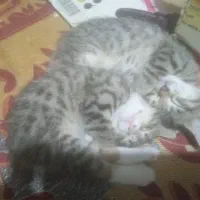 بچه گربه خانگی