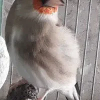 سهره