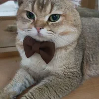 جفت گیری بریتیش نر