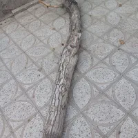 چوب درخت گردو
