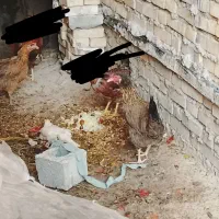 مرغ وخروسعرب