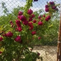 باغ