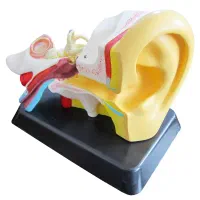 ماکت گوش اموزشی