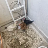 مرغ و خروس