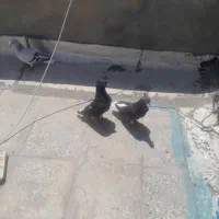 زاغ دم سفید نر و ماده ۲ میلیون