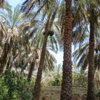 درخت بند
