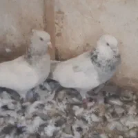 کفتر|پرنده|مشهد, طرق|دیوار