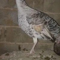 بوقلمون ماده محلی