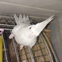 پرنده