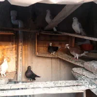 کبوترنر وماده جوان