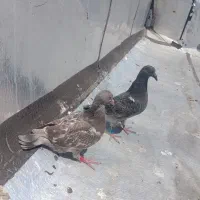 کبوتر پلاکی با یک جفت جوجه و تخم