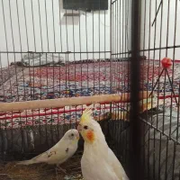 عروس هلندی و مرغ عشق