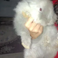 خرگوش معاوضه
