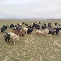 بز جوان