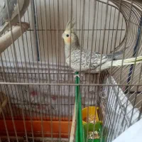 عروس هلندی حرف زن