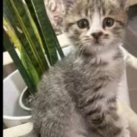 بچه گربه|گربه|سراوان, |دیوار