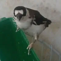 فنچ بنگالی پرستار  ۱۷ عدد ۴ ملیون نر وماده