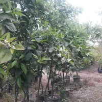 فروش انواع نهال مرکبات ، سیاه ریشه و استوایی و...