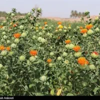 گل خشت|گل و گیاه طبیعی|کرمان, |دیوار