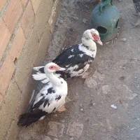 اردک