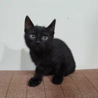 گربه بلک