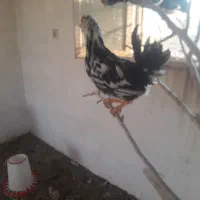 خروس گلین پنگوئنی