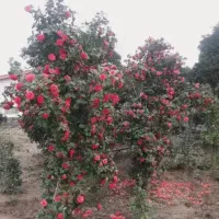 یاس هلندی .فتونیا .کاملیا .کامیس شمشاد